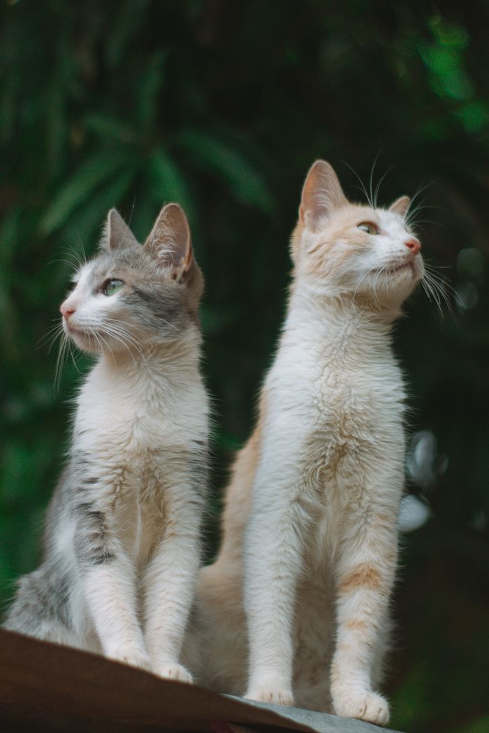 Two cats gazing attentively in an outdoor setting surrounded by greenery.