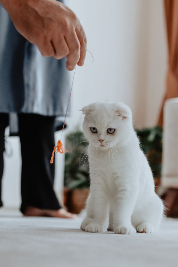 Adorable white Scottish Fold cat playing with a toy indoors. Capturing a playful moment.