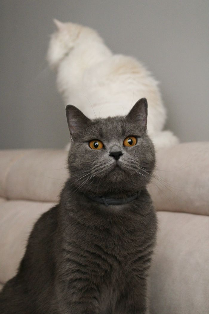 services-02 A curious gray British Shorthair cat sitting indoors with a white cat in the background.