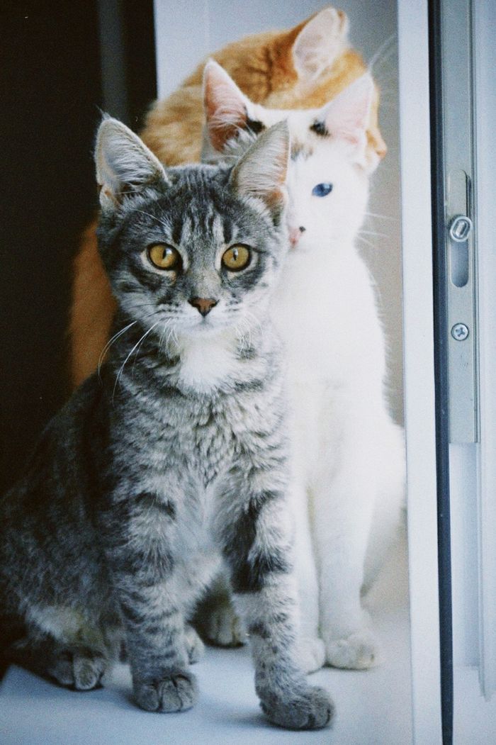 gallery-5 A delightful trio of cats including a gray tabby, white, and orange cat sitting together on a windowsill.