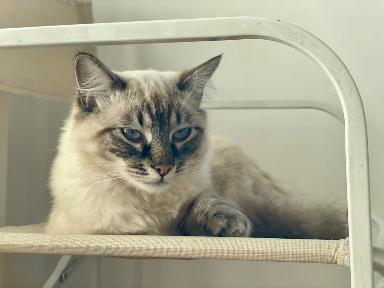 gallery-2 A Siamese cat comfortably resting on an indoor chair, exuding calmness and elegance.
