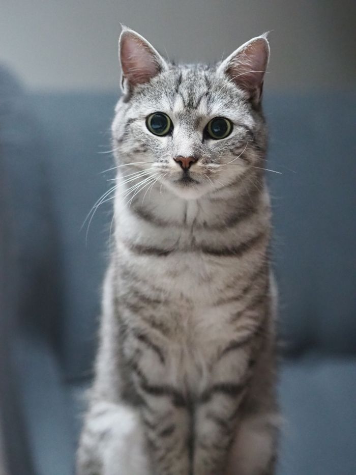 hero-img-02 Charming silver tabby cat looking curiously at the camera while sitting indoors.