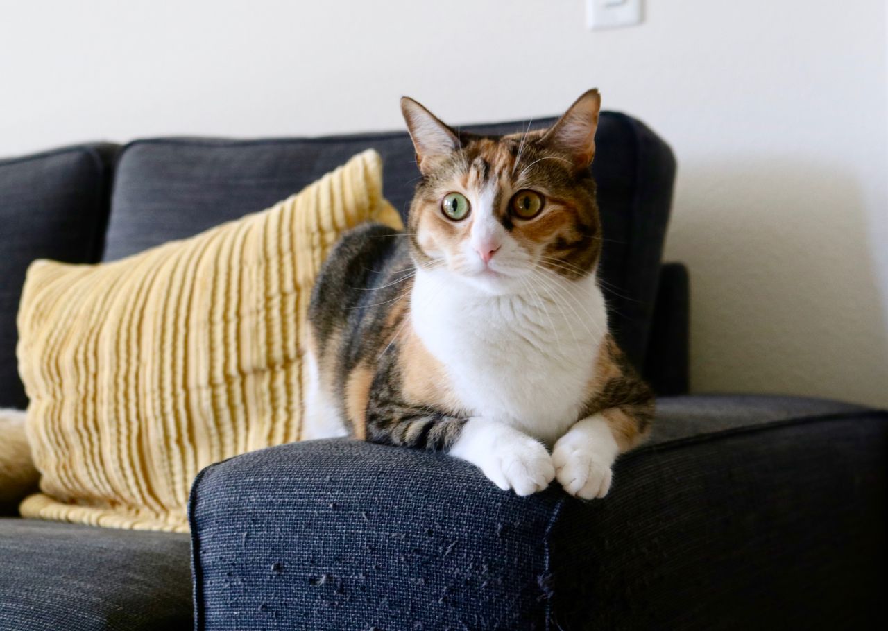 hero-img-01 Adorable calico cat relaxing on a sofa indoors with a yellow pillow, peaceful ambiance.