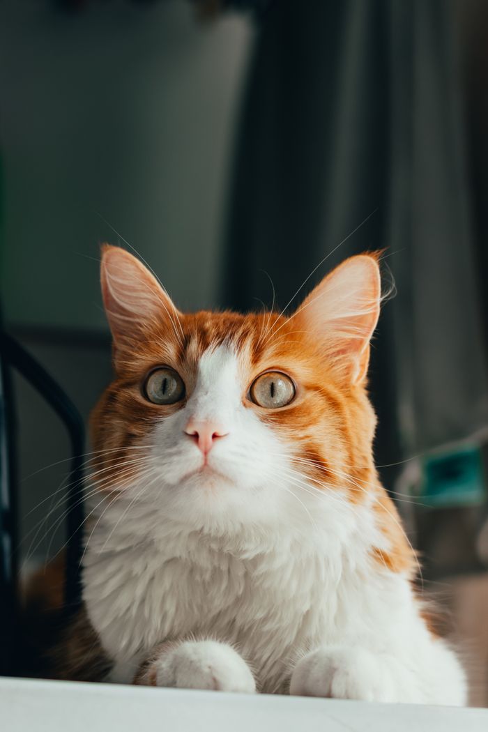 gallery-6 A focused ginger cat with striking eyes caught in a close-up view indoors.