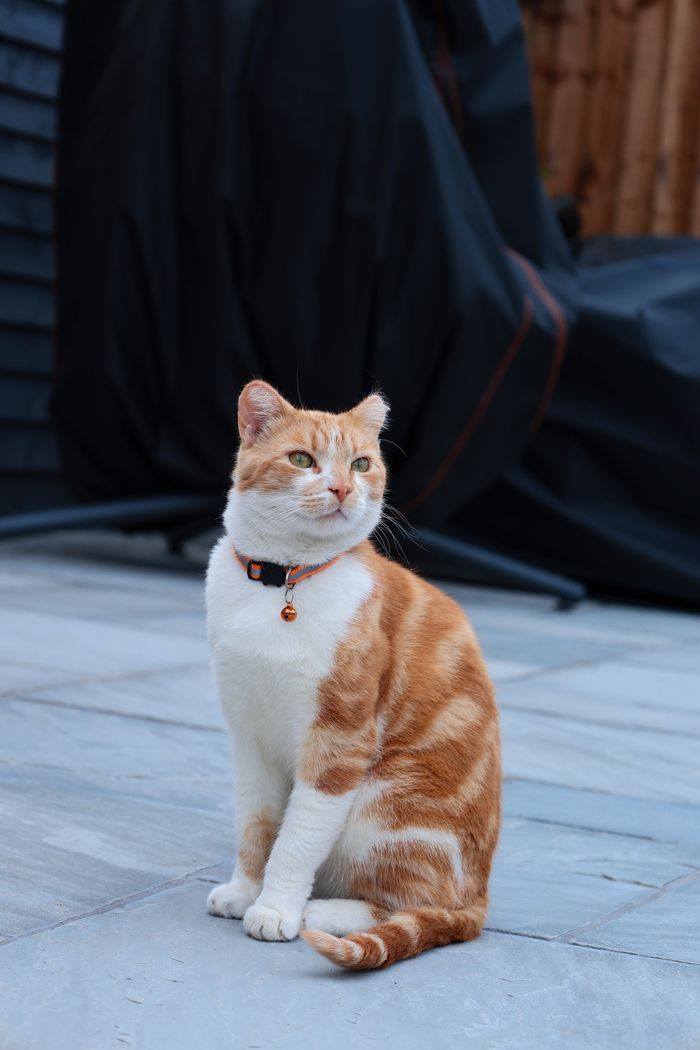 about-01 Charming ginger and white tabby cat sitting on a stone patio, showcasing gentle domestic animal beauty.