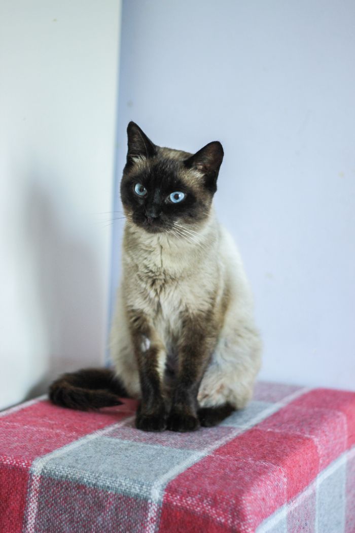 ours-journey Elegant Siamese cat with deep blue eyes sitting gracefully indoors on a plaid surface.