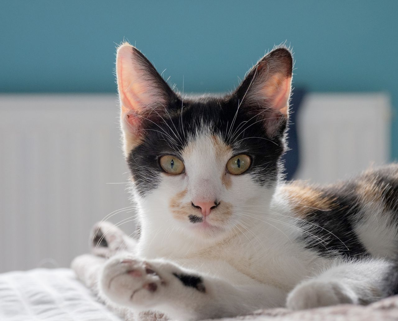 services-03 A calico cat leisurely resting indoors, basking in natural light.