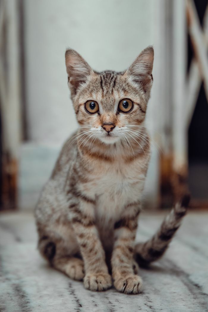 gallery-3 Cute grey tabby kitten sitting on a marble floor indoors, looking inquisitive.