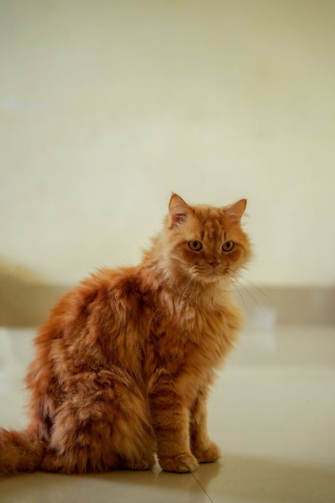 pexels photo 35367583 Portrait of a fluffy ginger Persian cat sitting indoors on a tiled floor.