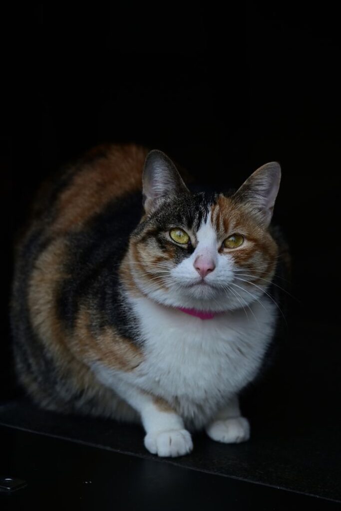 pexels photo 36256333 A detailed portrait of a calico cat with a pink collar against a dark background.