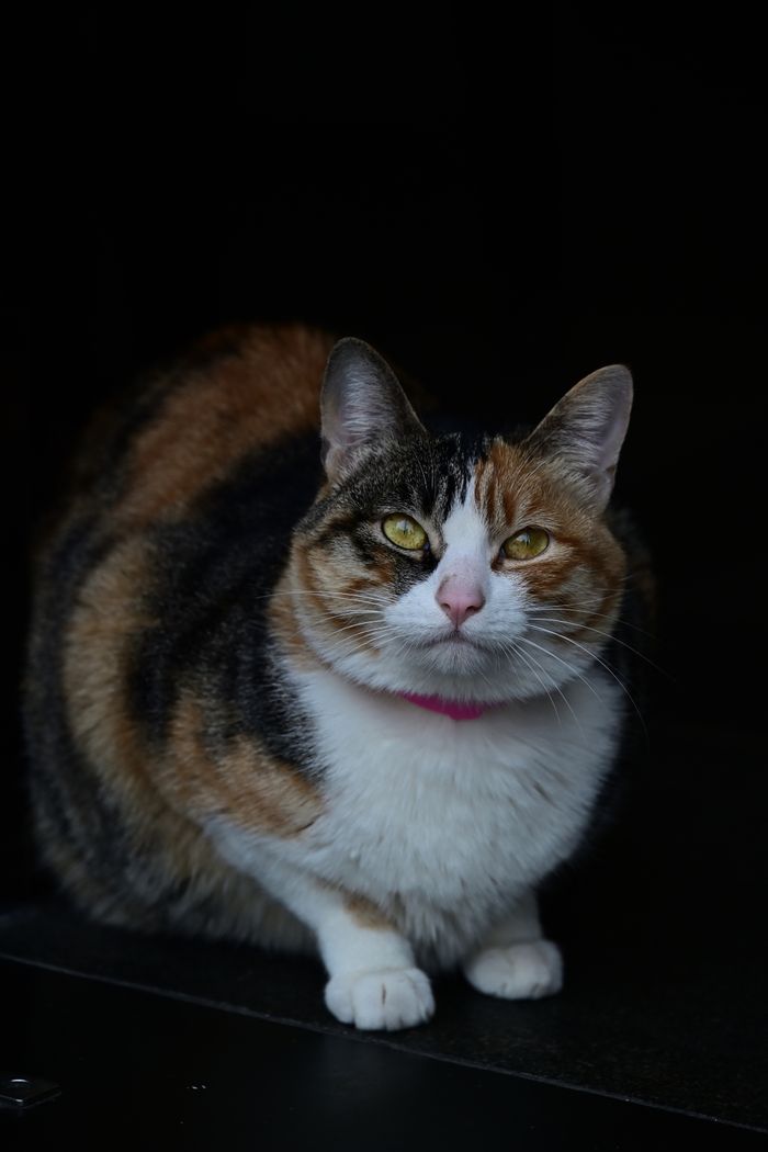 gallery-4 A detailed portrait of a calico cat with a pink collar against a dark background.