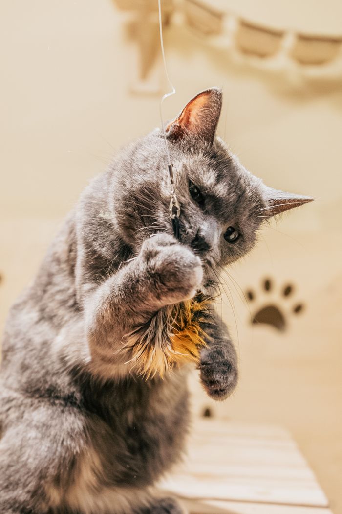 contact-img A gray cat playfully engaged with a feather toy inside a cozy room.