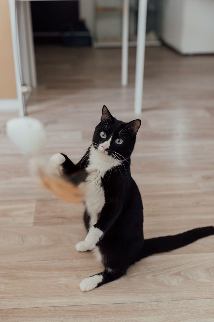 gallery-1 A lively black and white kitten playing with a toy on a wooden floor indoors.