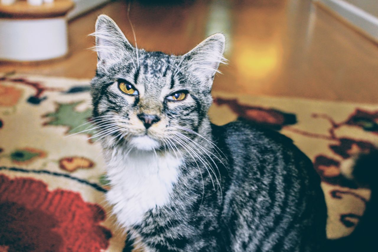A close-up of a tabby cat with striking yellow eyes sitting on a patterned carpet.
